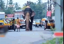 a man riding on the back of an elephant on a street with a sign that says ' rani ' on it