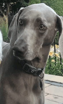 a close up of a dog wearing a collar with a letter c on it