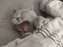 a cat laying on a bed with its mouth wide open