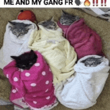 a group of cats wrapped in blankets with the caption " me and my gang "