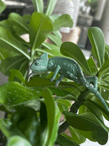 a green chameleon is sitting on a green leaf