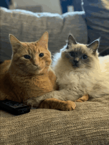 two cats are laying on a couch with a remote control in the background