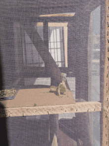 a lizard sits on a wooden shelf in a cage