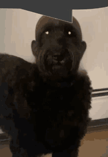 a black dog with a bald head and white eyes