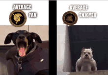 a picture of a dog with its mouth open and average fan and average enjoyer