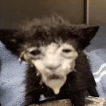 a black and white kitten is sitting on a blue blanket and making a funny face .