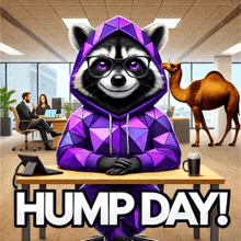 a raccoon wearing a purple hoodie sits at a desk with the words hump day written on it