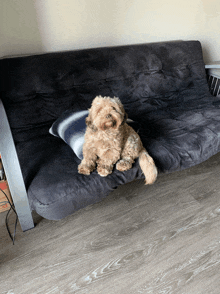 a small dog laying on a couch with a pillow on it