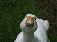 a close up of a white goose with an orange beak