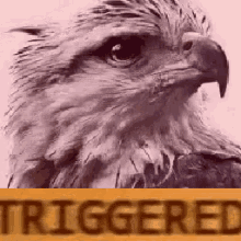 a close up of an eagle 's head with a yellow sign that says triggered .