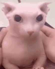 a person is holding a hairless cat in their hands and looking at the camera .