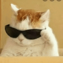 a cat wearing sunglasses is sitting on a box .