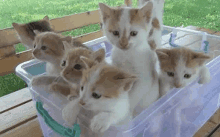 a group of kittens are sitting in a clear plastic bin .