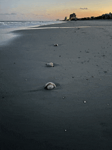 a beach with a building in the background and a few seashells in the sand