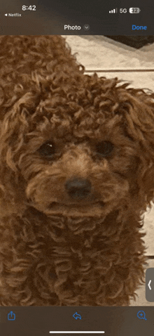 a phone screen shows a picture of a brown poodle