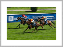 a group of horses are racing on a track and one of them has the number 5 on the back of it