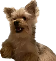 a small brown dog with its mouth open and its paws up