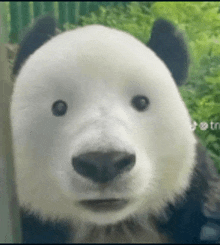 a panda bear is looking at the camera with a blurry background .