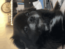 a small black and white dog laying down looking at the camera with a clock in the background