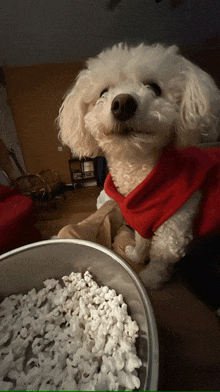 a small white dog wearing a red shirt is sitting in front of a bowl of popcorn