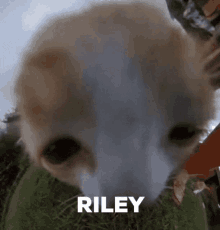 a close up of a dog 's face with the name riley written on it