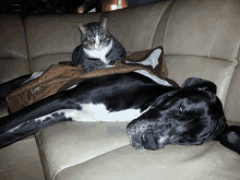 a dog and a cat laying on a couch