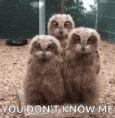 three baby owls are standing next to each other in a cage and they are looking at the camera .