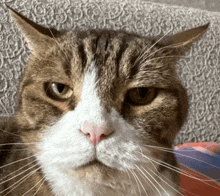 a close up of a cat 's face with a gray background