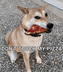 a dog with a slice of pizza in its mouth and the words " don t touch my pizza " below it