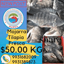 a picture of a pile of fish with the words " share 50.00 kg "