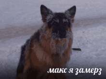 a german shepherd with ice on its face is sitting in the snow with a caption that says maxca zamerz