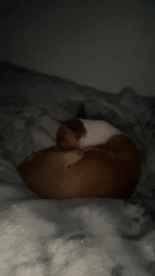 a brown and white dog is curled up on a bed in the dark