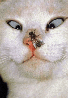 a white cat with a bee on its nose