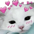 a white cat with pink hearts on its head