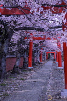 a row of red pillars surrounded by cherry blossoms