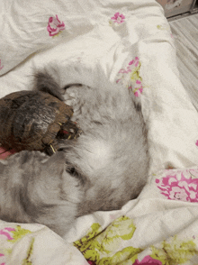 a dog is laying on a bed with a turtle on its head