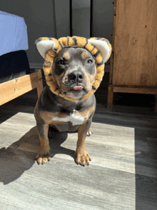 a dog wearing a tiger hat looks at the camera with its tongue sticking out