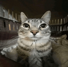 a cat in a cage looks at the camera