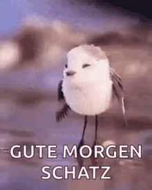 a small white bird is standing on a rock with the words `` gute morgen schatz '' written on the bottom .