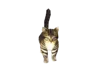 a cat is laying down on a white background and looking at the camera