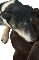 a close up of a dog 's face against a white backdrop