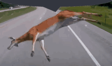 a deer laying on the side of a highway