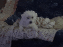 a small white puppy is laying on a couch