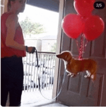 a dachshund on a leash with balloons hanging from it