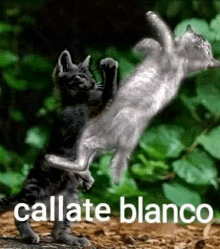 two kittens are playing with each other and the words callate blanco are on the bottom of the picture