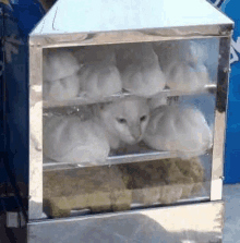 a cat is sitting in a display case filled with dim sum .