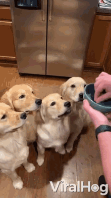 four golden retrievers are standing in front of a refrigerator and a person is feeding them from a blue bowl ..