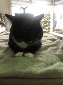 a black and white cat laying on a blanket with a brush on its head