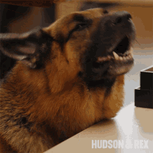 a close up of a dog with the words hudson & rex on the bottom right