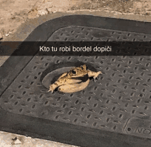 a frog is sticking its head out of a manhole cover with a caption that says kto tu robi bordel dopici